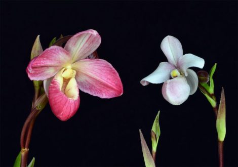 Unconditional Love orchidea eszencia