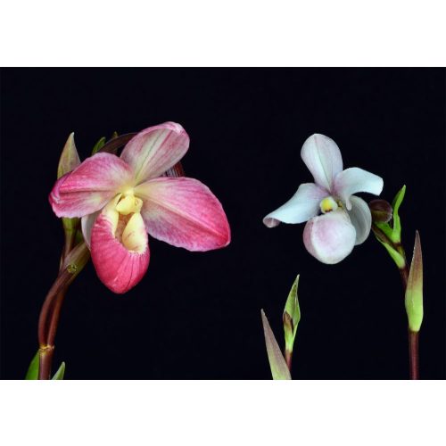 Unconditional Love orchidea eszencia