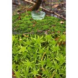 Narnia Sphagnum Moss Essence