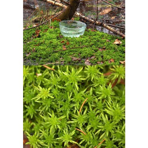 Narnia Sphagnum Moss Essence