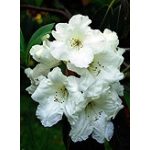 Living Isle Havasszépe LTOE eszencia