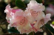Rhododendron Brocade Plus