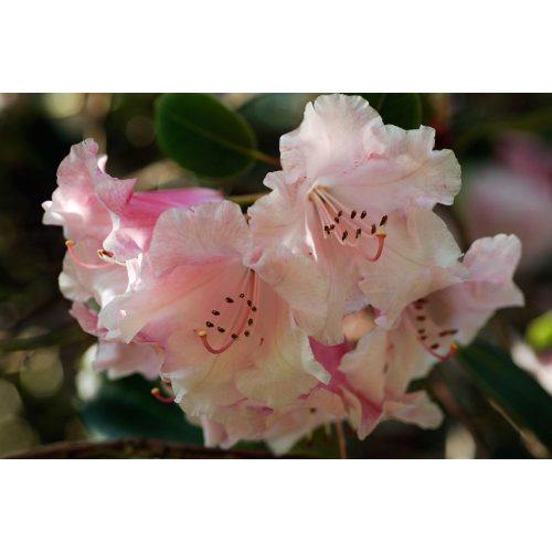 Rhododendron Brocade Plus
