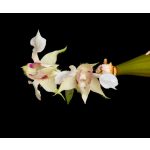 Inner Peace orchidea eszencia