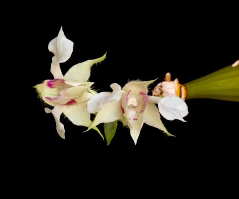 Inner Peace orchidea eszencia