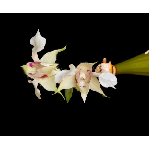 Inner Peace orchidea eszencia