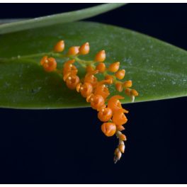 Seeds from Time orchidea eszencia