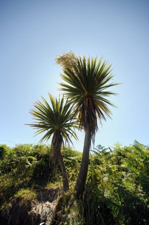 Ti Kuoka (Cabbage Palm) LTOE Essence