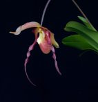 Dragon Fire orchidea eszencia