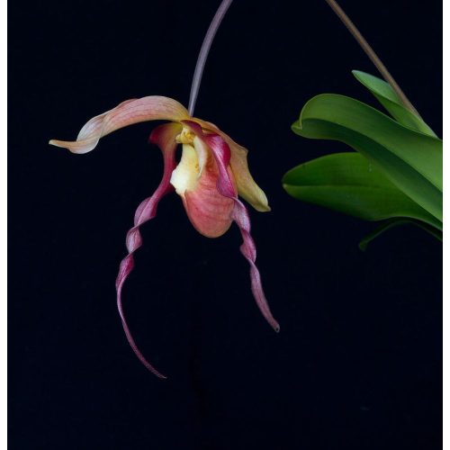 Dragon Fire orchidea eszencia