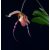 Dragon Fire orchidea eszencia