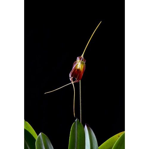 Soul Dancer orchidea eszencia