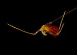 Soul Dancer orchidea eszencia