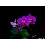 Compassionate Heart orchidea eszencia