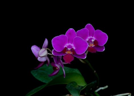Compassionate Heart orchidea eszencia