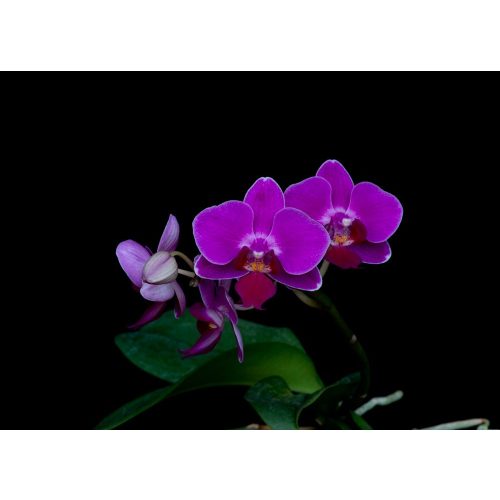 Compassionate Heart orchidea eszencia