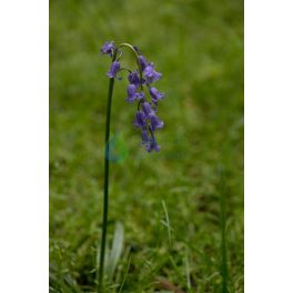 Bluebell orchidea eszencia