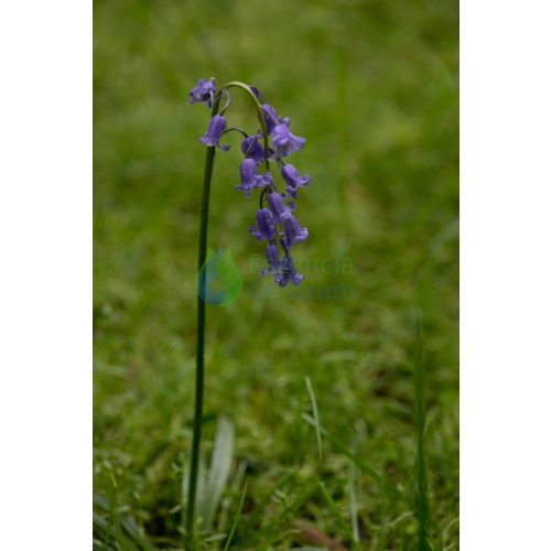 Bluebell orchid essence