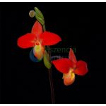 Higher Courage orchid essence