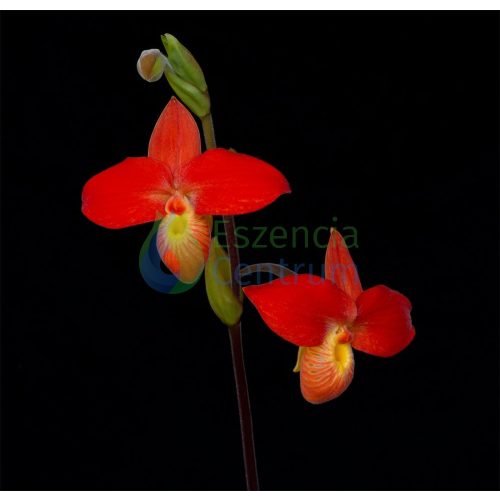 Higher Courage orchidea eszencia