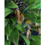 Soul's Grief Release orchidea eszencia - STOCK STRENGTH