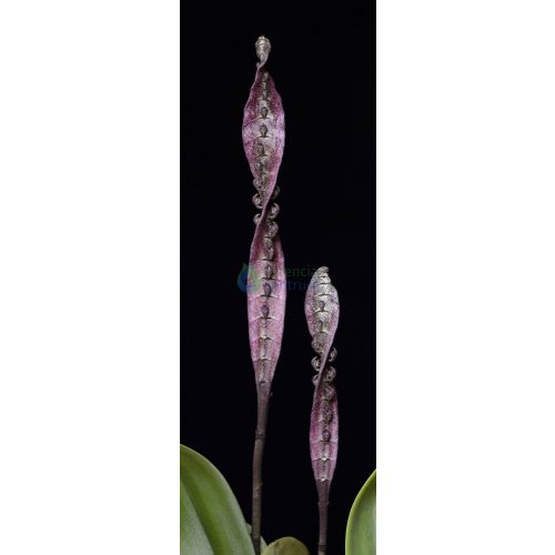 Spiral of Light orchidea eszencia