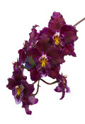 Thymic Heart orchidea eszencia