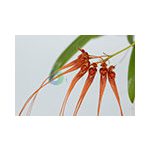 Pure Innocence orchidea eszencia