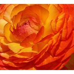 Orange Ruffles (14,2 cca. 15 ml.)