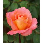 Ambassador (14,2 cca. 15 ml)