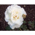 White Lightnin' (14,2 cca. 15 ml)