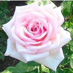 Royal Highness (14,2 cca. 15 ml)