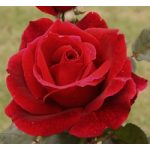 Mr. Lincoln (14,2 cca. 15 ml)