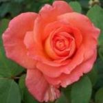 Sonia (14,2 cca. 15 ml)