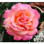 Chicago Peace (14,2 cca. 15 ml)