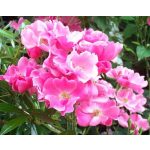 Betty Prior (14,2 cca. 15 ml)