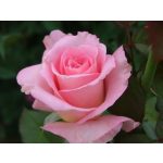 Tiffany (14,2 cca. 15 ml)