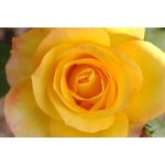 Oregold (14,2 cca. 15 ml)