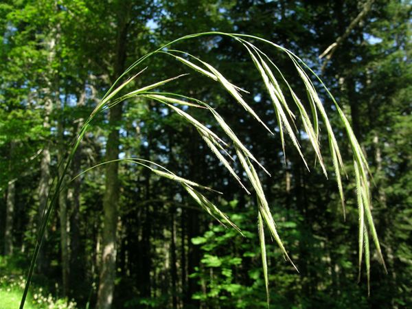 Image of Ágas rozsnok (Wild Oat / Bromus ramosus) DEVA Bach-virágeszencia