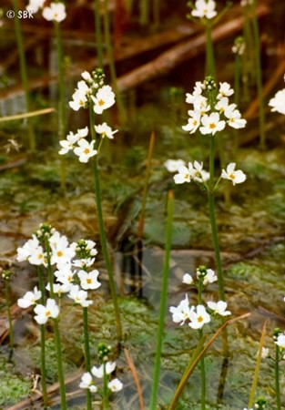 Image of Békaliliom (Water Violet / Hottonia palustris) DEVA Bach-virágeszencia