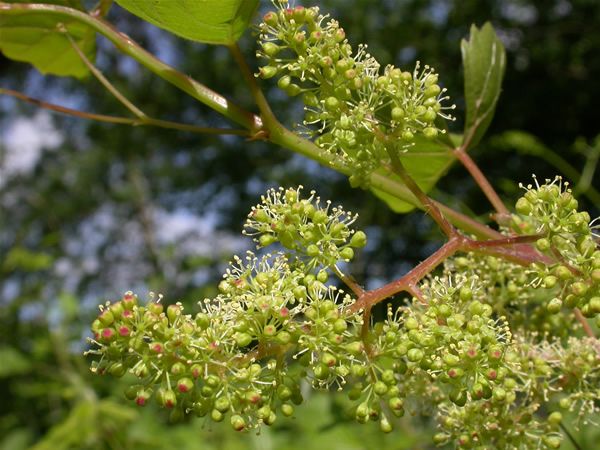 Image of Bortermő szőlő (Vine / Vitis vinifera) DEVA Bach-virágeszencia