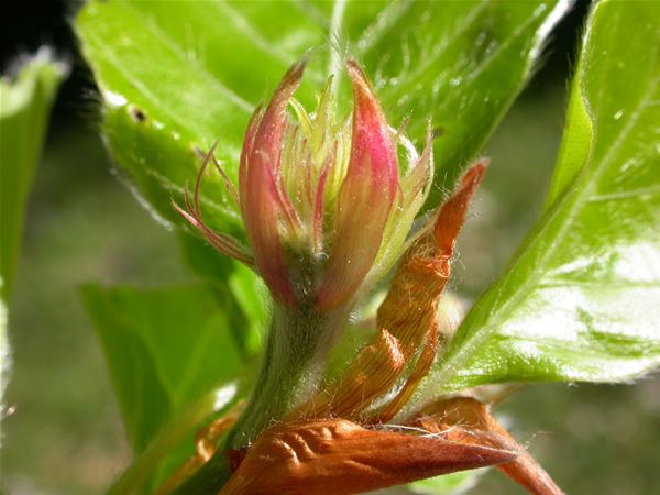 Image of Bükkfa (Beech / Fagus silvatica) DEVA Bach-virágeszencia