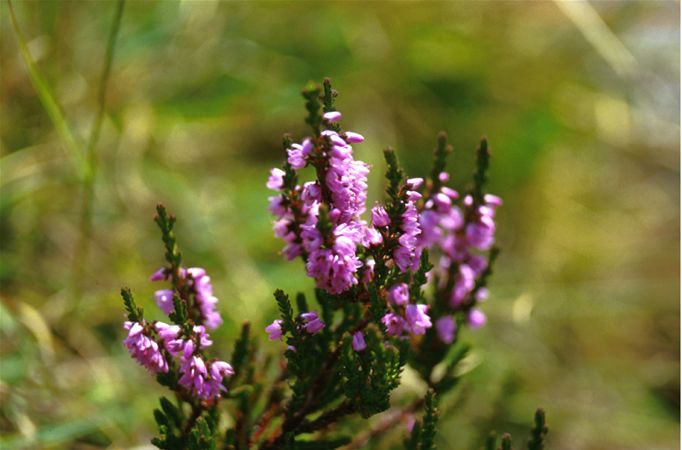 Image of Csarab (Heather / Calluna vulgaris) DEVA Bach-virágeszencia