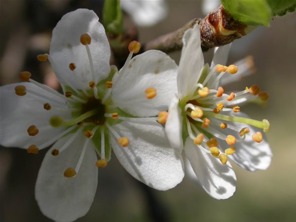 Image of Cseresznyeszilva (Cherry Plum / Prunus cerasiferus) DEVA Bach-virágeszencia