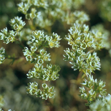 Image of Egynyári szikárka (Sclerantus / Scleranthus annuus) DEVA Bach-virágeszencia