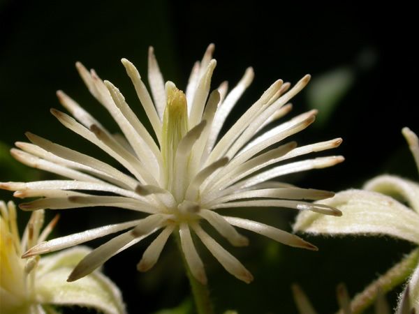 Image of Erdei iszalag (Clematis / Clematis vitalba) DEVA Bach-virágeszencia