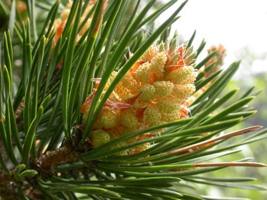 Image of Erdei fenyő (Pine / Pinus sylvestris) DEVA Bach-virágeszencia