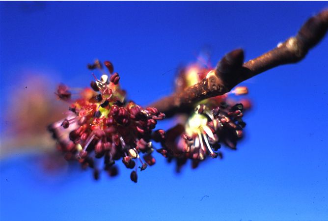 Image of Érdeslevelű szil (Elm / Ulmus procera) DEVA Bach-virágeszencia