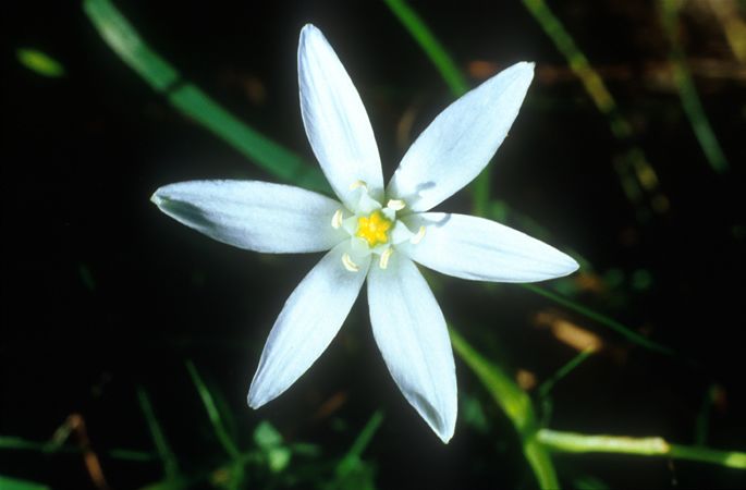 Image of Ernyős madártej (Star of Bethlehem / Ornithogalum umbellatum) DEVA Bach-virágeszencia