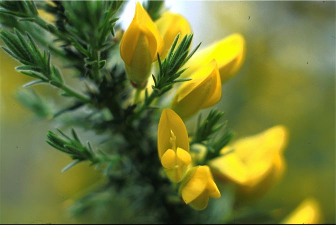Image of Európai sülzanót (Gorse / Ulex europaeus) DEVA Bach-virágeszencia